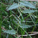 Kennedia coccinea Leaf