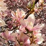 Magnolia × soulangeana Прочее