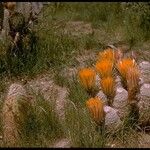 Echinocereus dasyacanthus Pokrój