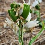 Chlorophytum tuberosum Плод