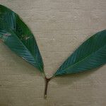 Quiina obovata Leaf