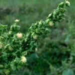Ambrosia artemisiifolia Цвят