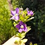 Legousia speculum-veneris Hábito