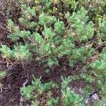 Darwinia fascicularis Leaf
