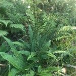 Blechnum spicant葉