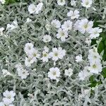 Cerastium tomentosum Habit