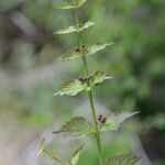 Russelia sarmentosa Feuille