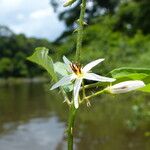 Solanum monachophyllum Flower