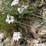 Achillea clavennae Floare