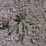 Astragalus layneae Hábito