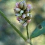 Persicaria maculosaÕis