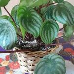 Peperomia argyreia Лист