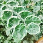 Euphorbia tithymaloides Лист