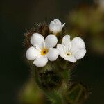 Plagiobothrys canescens Blomst