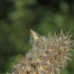 Trifolium angustifolium Fruit