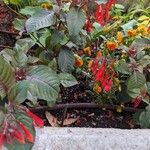 Fuchsia triphylla Blomst