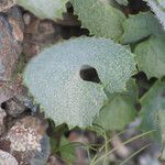 Adenostyles leucophylla Leaf