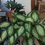 Dieffenbachia seguineList