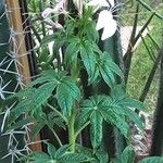 Cleome spinosa Habit
