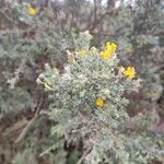 Genista microphylla Blatt