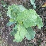 Brassica rapaLeaf