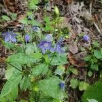 Campanulastrum americanum Fleur