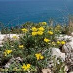 Hippocrepis valentina Tervik taim