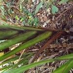 Cordyline mauritiana Annet