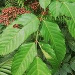 Leea guineensis पत्ता