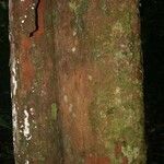 Chrysophyllum pomiferum Corteza