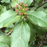 Viburnum tinus Blatt