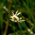 Eleocharis palustris 花