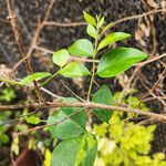 Jasminum simplicifolium Folha