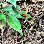 Ruscus hypoglossum Folio