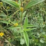Aspilia mossambicensis Hoja
