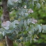 Eucalyptus cinerea Leaf