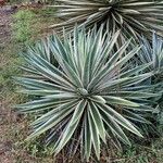 Agave vivipara Folio