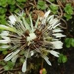 Taraxacum erythrospermum 果