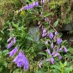 Campanula rapunculoides Агульны выгляд