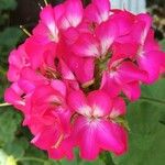 Pelargonium zonale പുഷ്പം