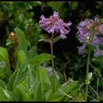 Penstemon procerus Yeri