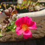 Portulaca umbraticolaFlower