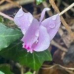 Cyclamen hederifolium Kvet