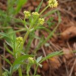 Sanicula bipinnata Žiedas