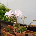 Echinopsis oxygona Квітка