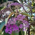 Callicarpa pedunculata Кветка