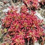 Drosera capillaris অভ্যাস