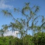 Parkinsonia aculeata Habit