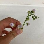 Erigeron philadelphicusBloem