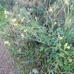 Mutarda nigra 整株植物